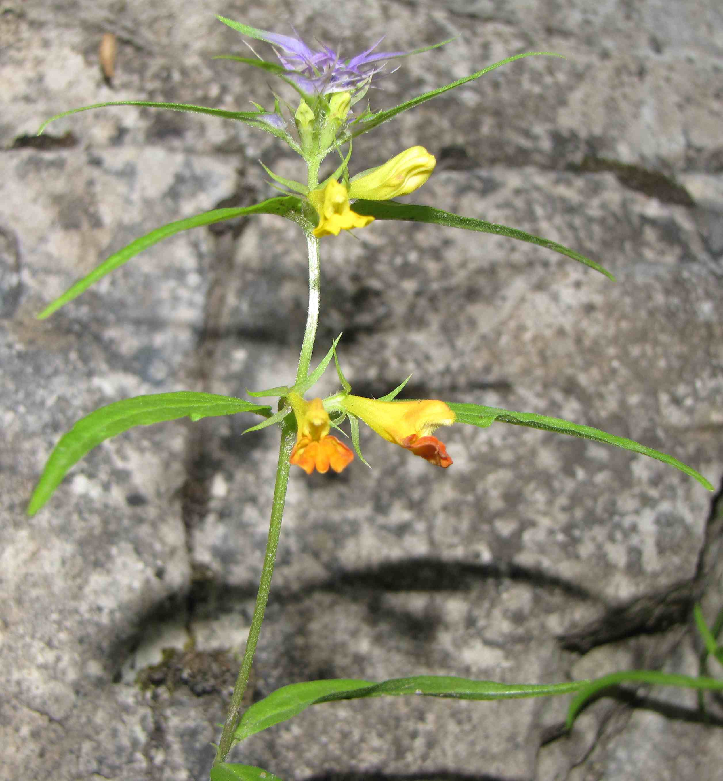 Melampyrum cfr. italicum - Marche